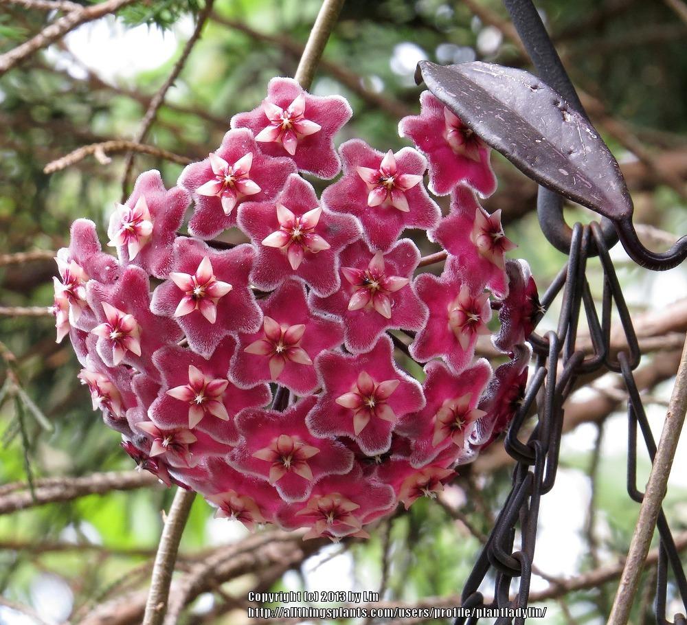 Photo of the bloom of Wax Plant (Hoya pubicalyx) posted by plantladylin