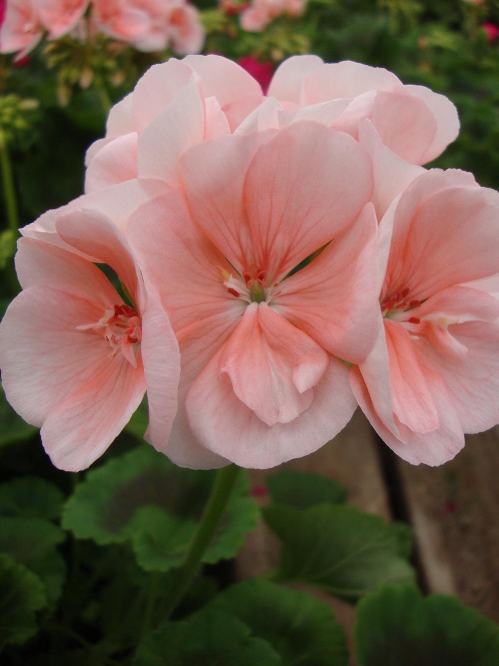 Storksbill (Pelargonium Classic™ Light Salmon) in the Pelargoniums