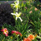 Very nice branching and bud count.