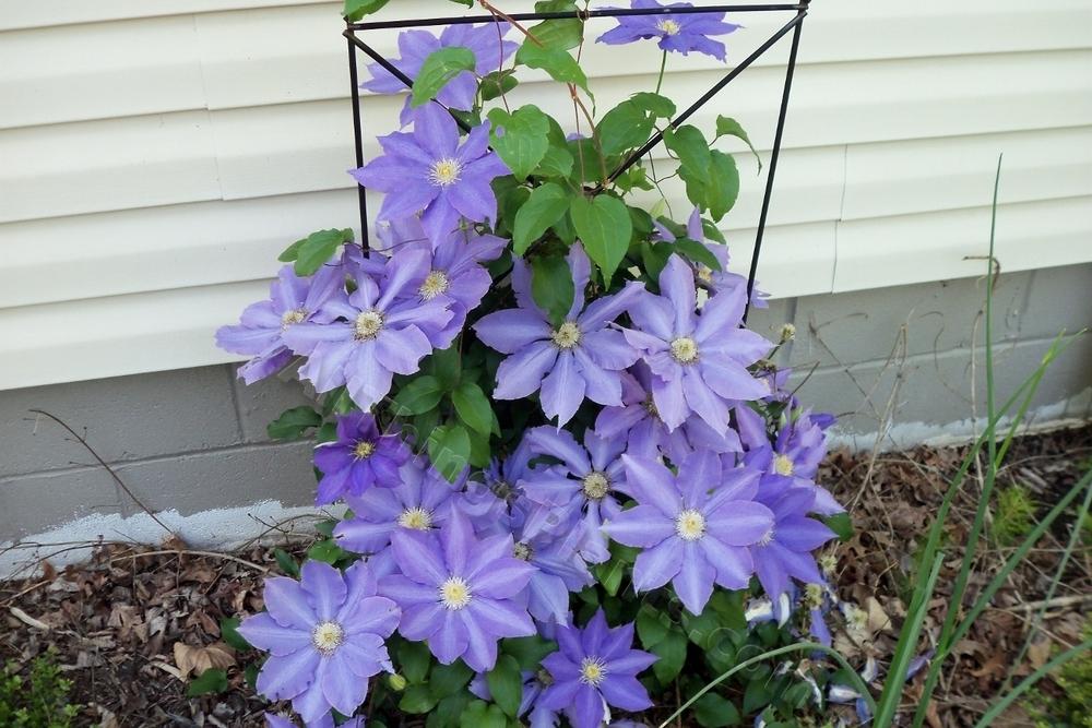 Photo of the entire plant of Clematis Diana's Delight™ posted by