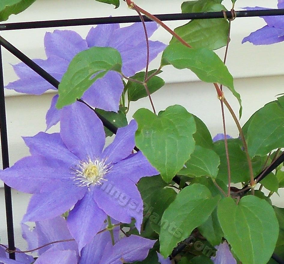 Photo of the bloom of Clematis Diana’s Delight™ posted by virginiarose