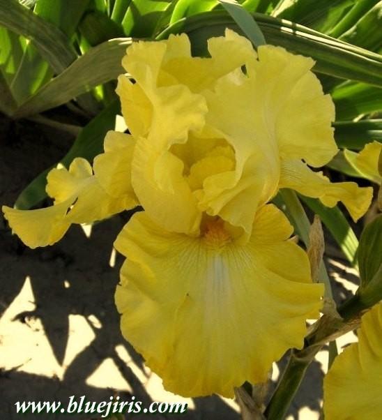 Photo of the bloom of Tall Bearded Iris (Iris 'Trumpet Call') posted by