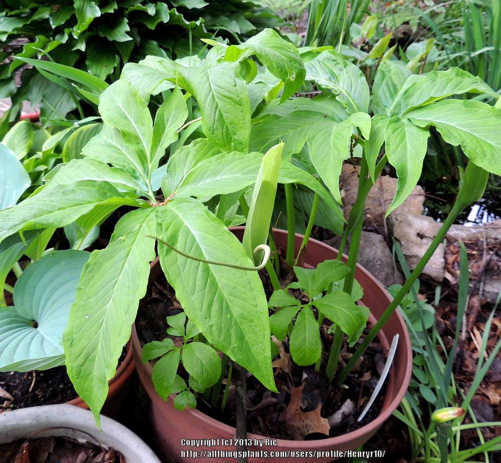Chinese Green Dragon (Pinellia pedatisecta) in the Pinellias Database