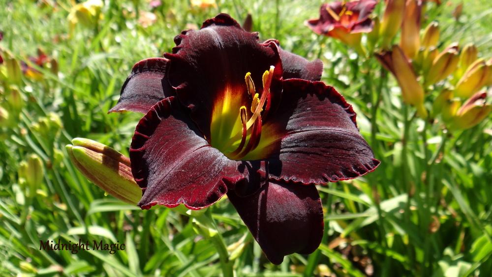 Daylily (Hemerocallis 'Midnight Magic') in the Daylilies Database