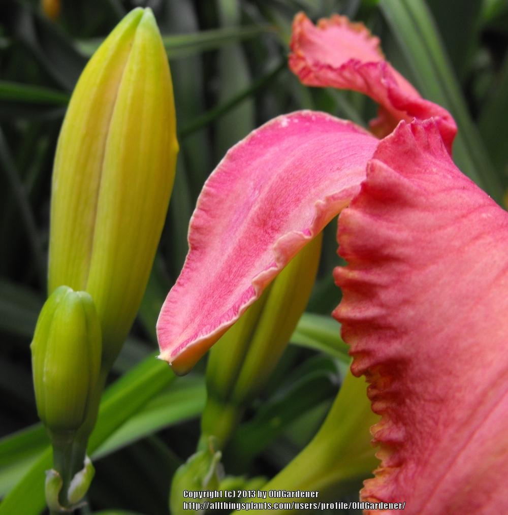 Photo of the closeup of buds, sepals and receptacles of Daylily
