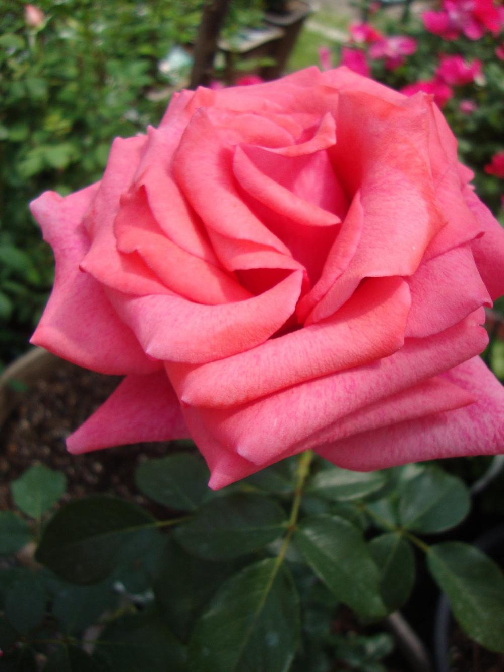 Photo of the bloom of Rose (Rosa 'Cinnamon Dolce') posted by Paul2032