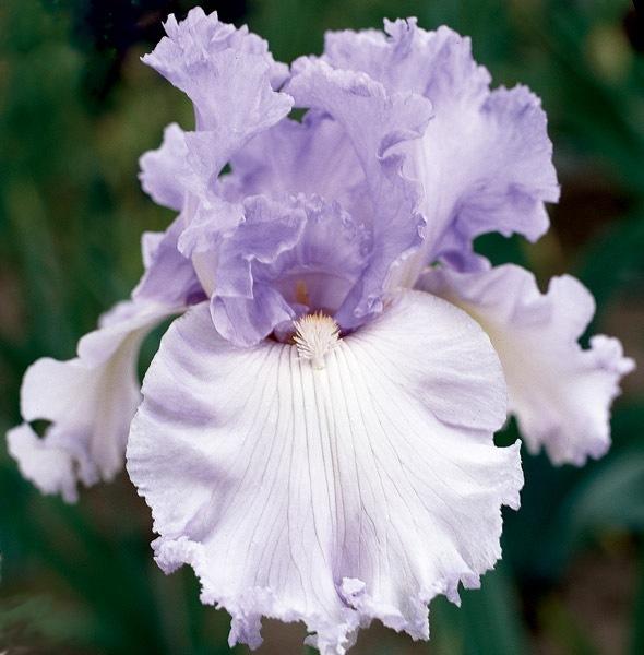 Photo of the bloom of Tall Bearded Iris (Iris 'Morning Frost') posted