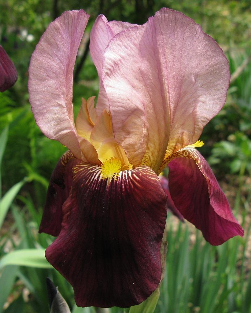 Photo of the bloom of Iris ‘Indian Chief’ posted by aaronbeck13
