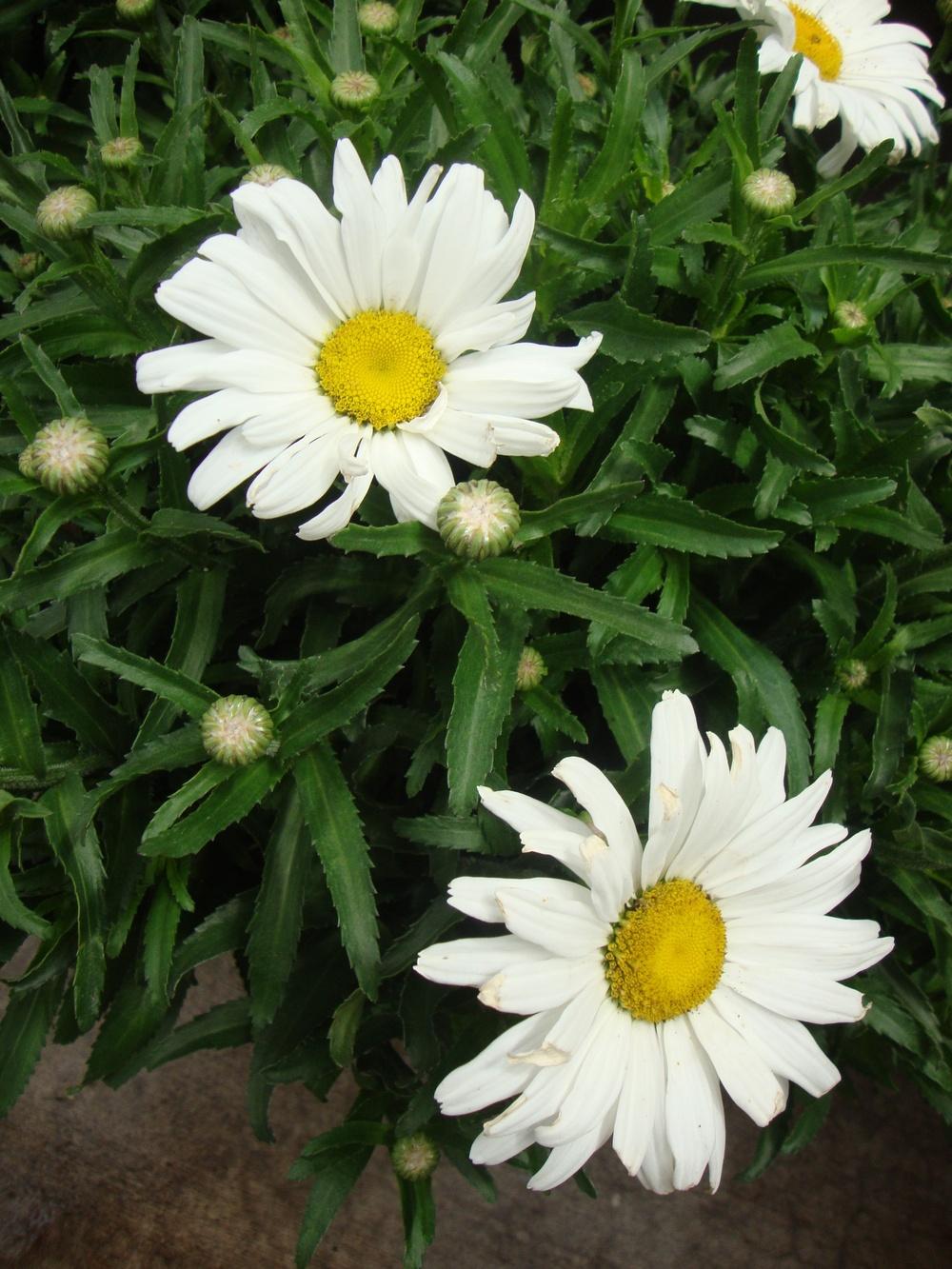 Shasta Daisy (Leucanthemum x superbum Daisy May®) in the Shasta Daisies