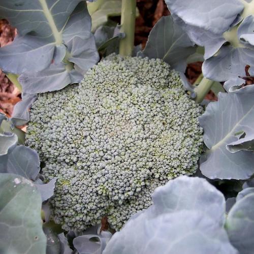 Broccoli (Brassica oleracea 'Premium Crop') in the Brassicas Database