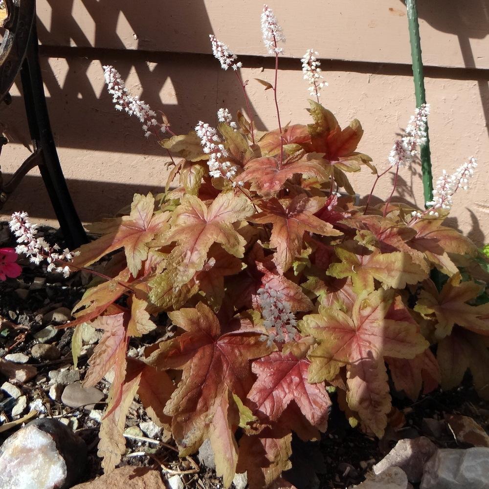 Foamy Bells Plant Care and Collection of Varieties