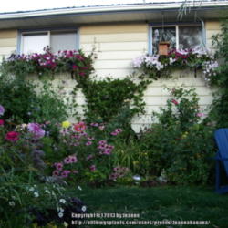 2013-05-22/Joannabanana/31ac24