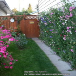 2013-05-22/Joannabanana/c68346