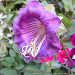 2013-05-22/Joannabanana/d325eb
