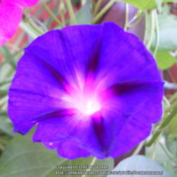 2013-05-22/Joannabanana/d8719f