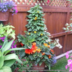 2013-05-22/Joannabanana/f3e8ac