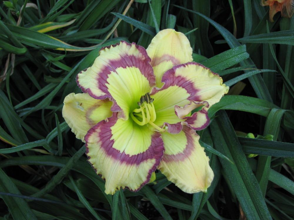 Photo of the bloom of Daylily (Hemerocallis 'Violet Stained Glass