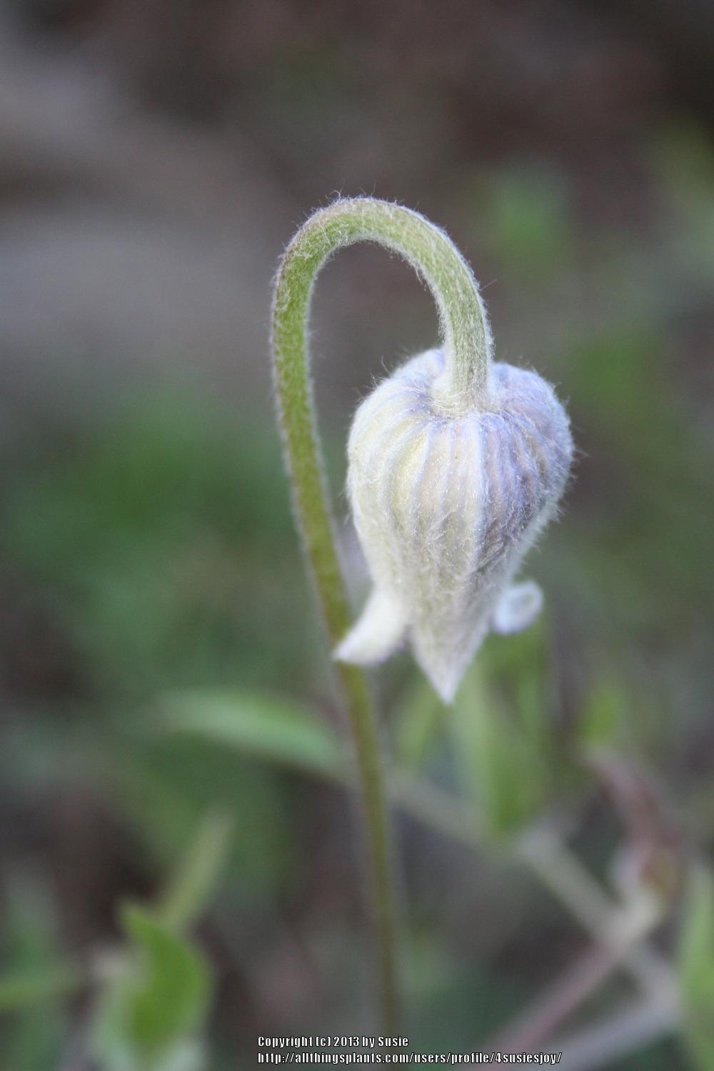 Scott’s Sugarbowls (Clematis hirsutissima var. scottii) in the Clematis