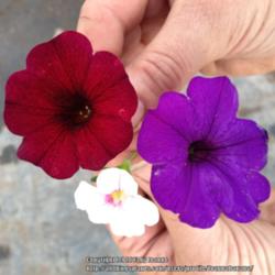 2013-05-24/Joannabanana/009975