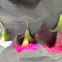 2013-05-24/Joannabanana/422b04