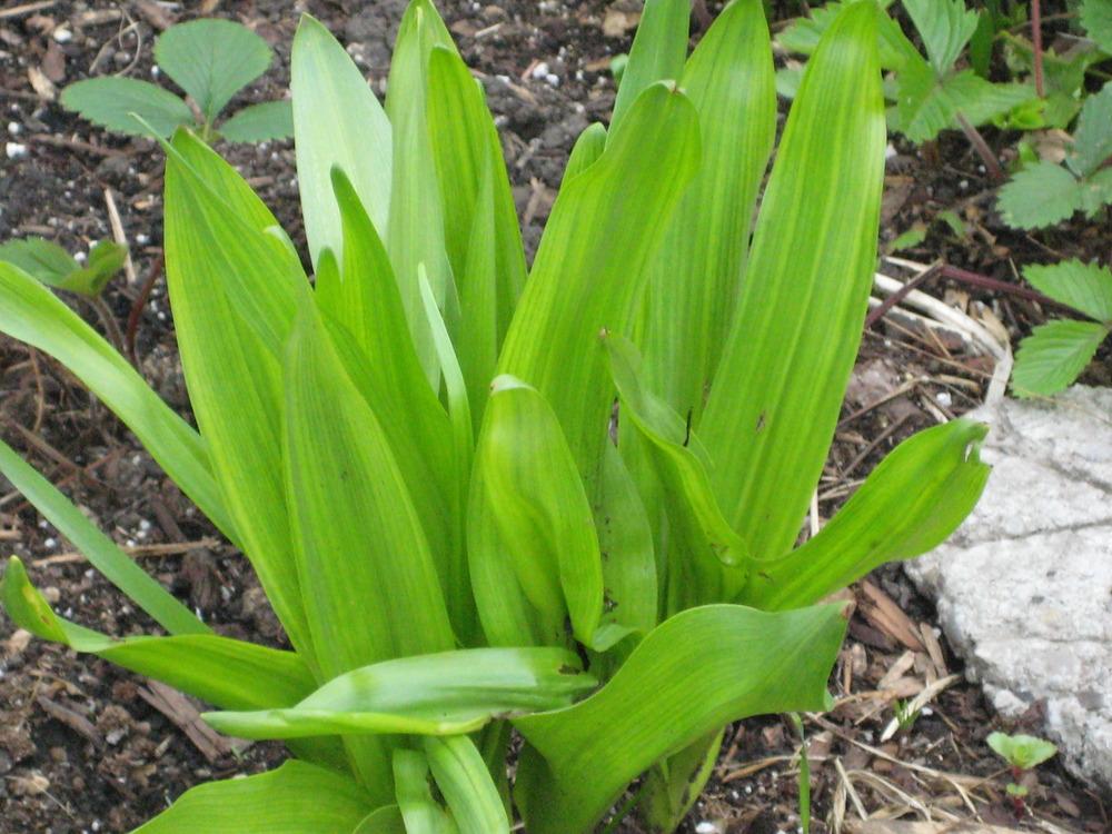 Photo of the leaves of Autumn Crocus (Colchicum 'Waterlily') posted by