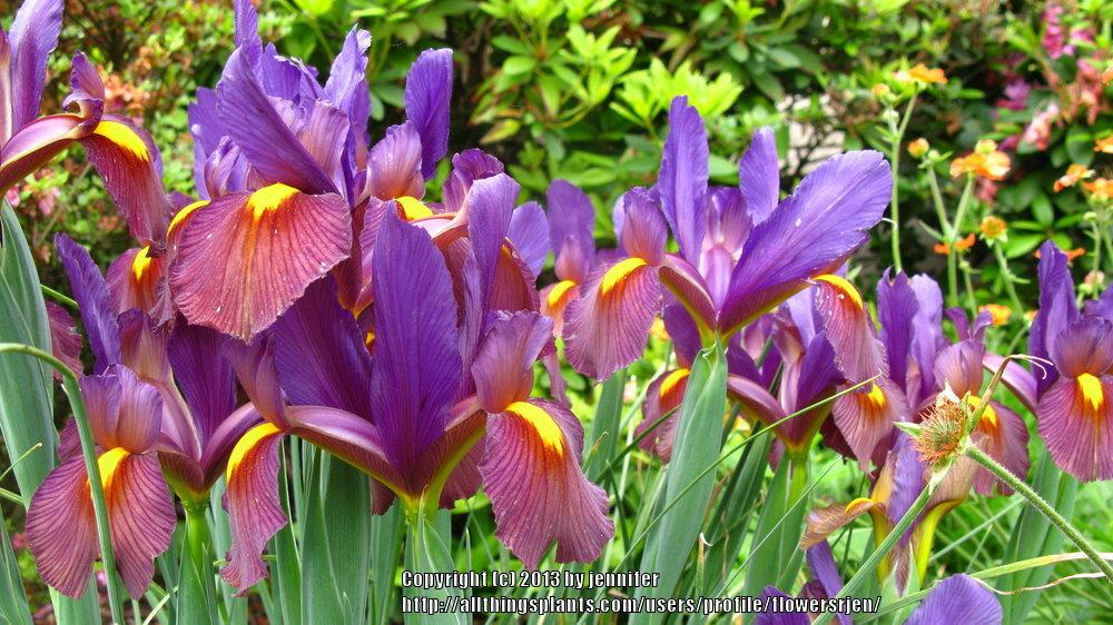 Photo of the bloom of Dutch Iris (Iris x hollandica 'Eye of the Tiger') posted by flowersrjen