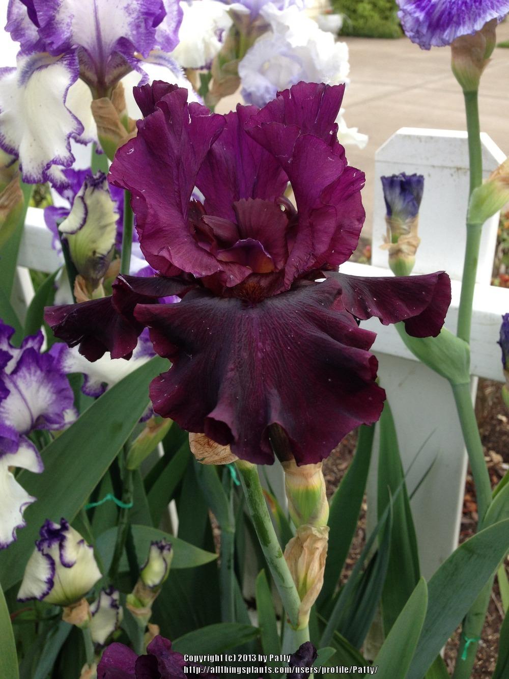 Photo of the bloom of Tall Bearded Iris (Iris 'Silken Trim') posted by