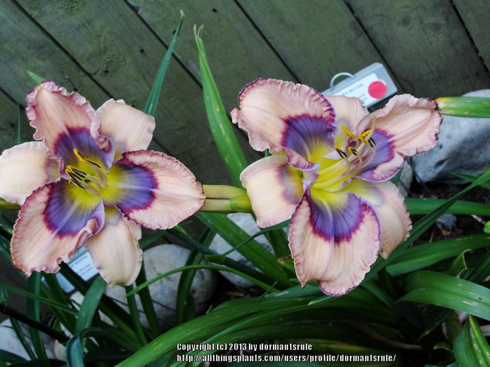 Daylily (Hemerocallis 'Funky Blues') in the Daylilies Database