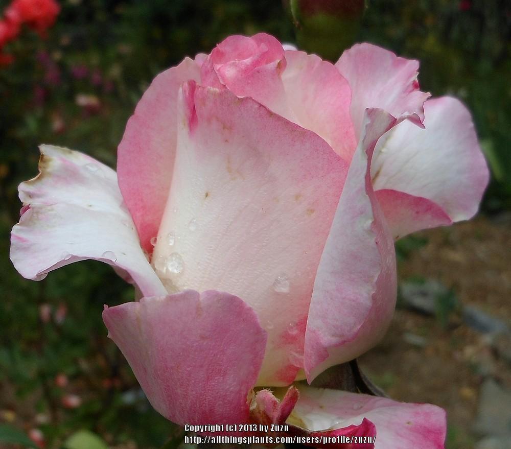 Rose (Rosa 'Suffolk') in the Roses Database