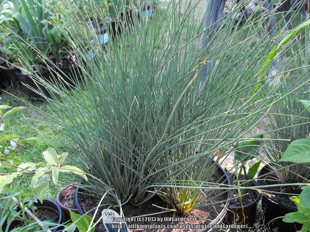 Soft Rush (Juncus inflexus Graceful Grasses® Blue Mohawk®)