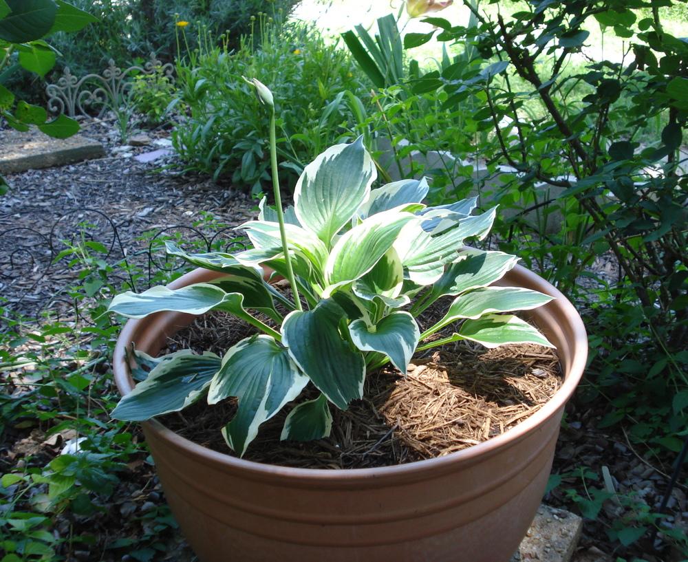 Hostas Plant Care and Collection of Varieties