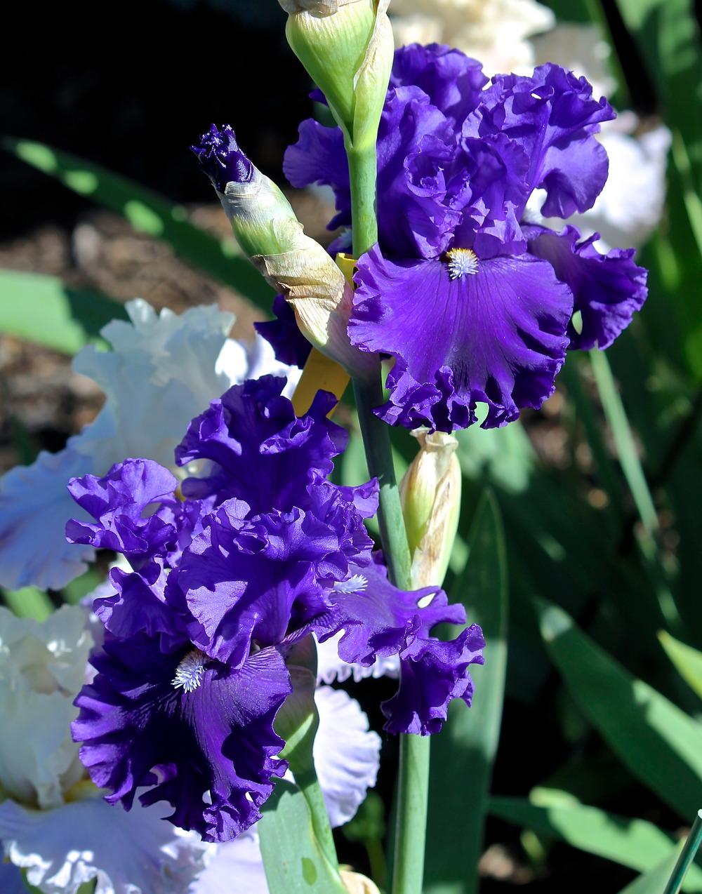 Photo of the bloom of Tall Bearded Iris (Iris 'Ride the Waves') posted by ARUBA1334
