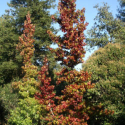 Location: In my garden
Date: 2011-11-02