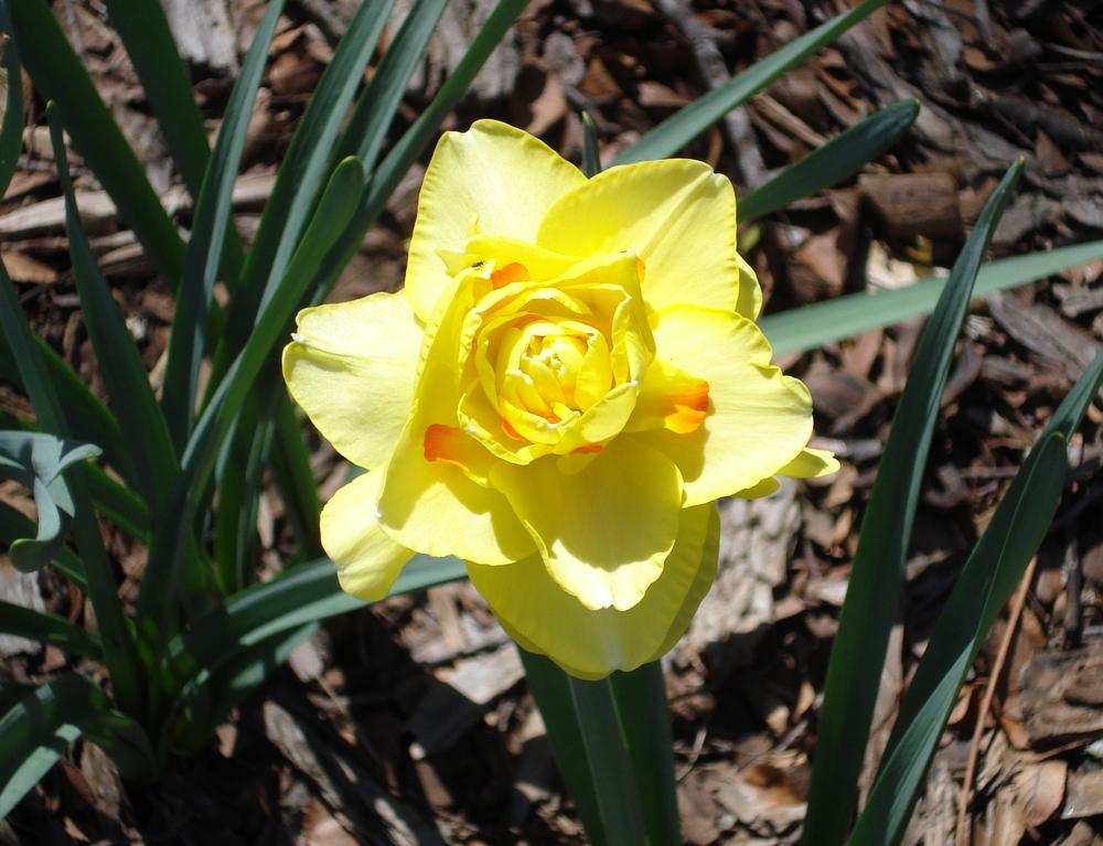 Photo of the bloom of Double Daffodil (Narcissus 'Tahiti') posted by
