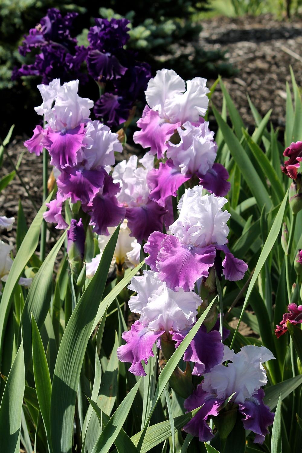 Photo of the bloom of Tall Bearded Iris (Iris 'Only in Dreams') posted