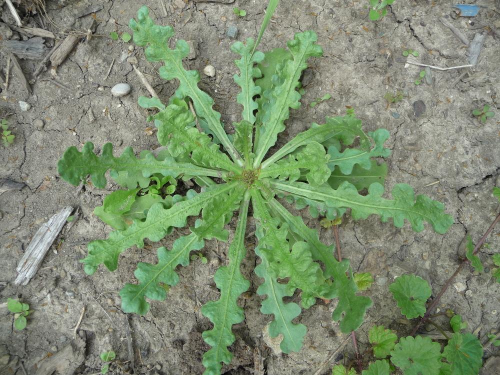 Photo of the leaves of Statice (Limonium sinuatum 'Heavenly Blue