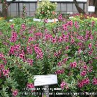 Photo of the entire plant of Angelonia Carita™ Raspberry posted by ...