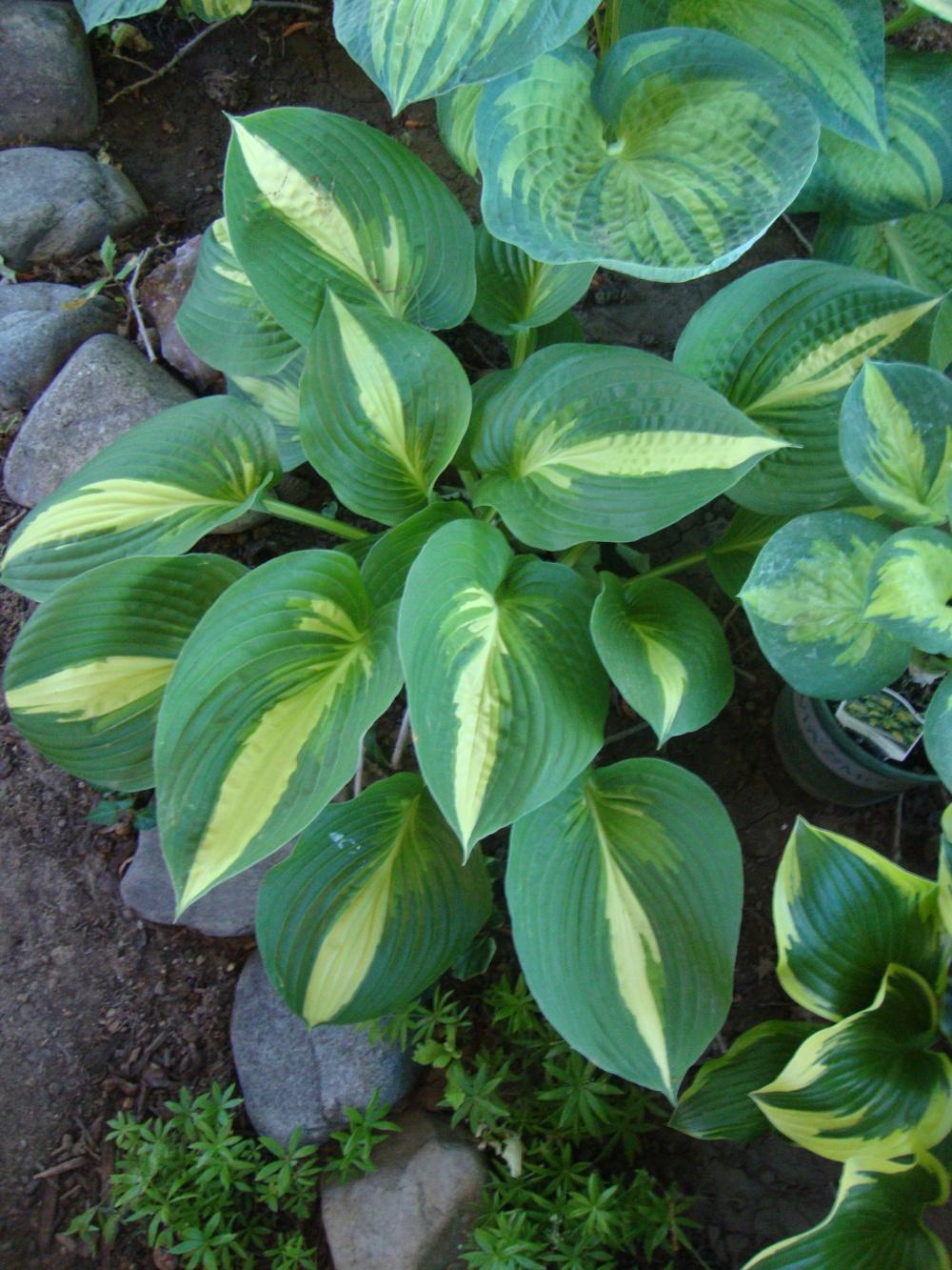Photo of the entire plant of Hosta (Hosta sieboldiana 'Golden Meadows