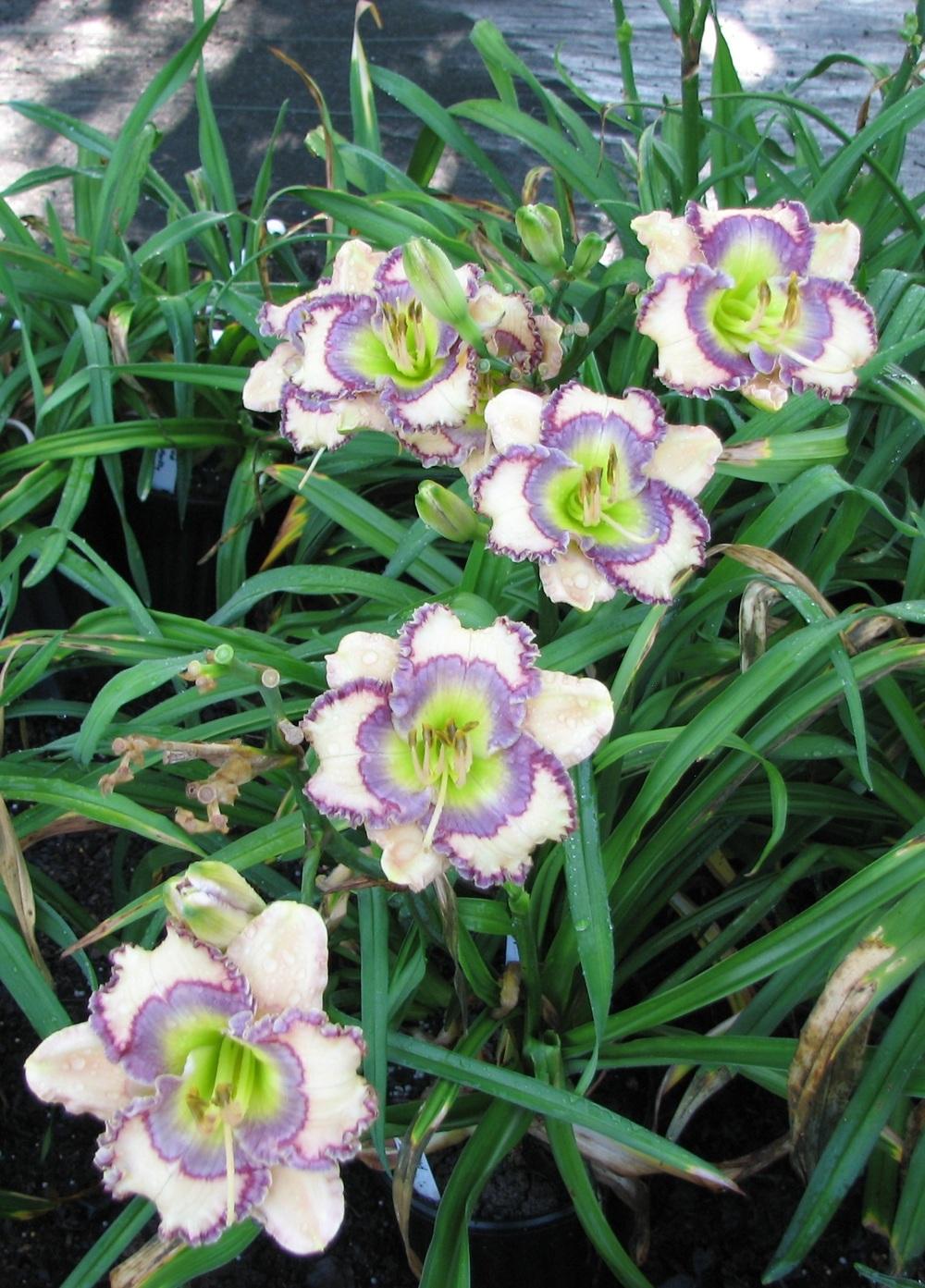 Photo of the entire plant of Daylily (Hemerocallis 'Vivid Butterfly