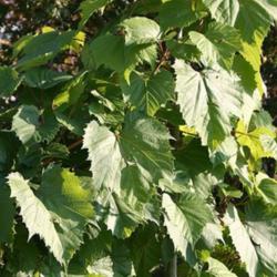 
Date: October
credit: Rosenzweig