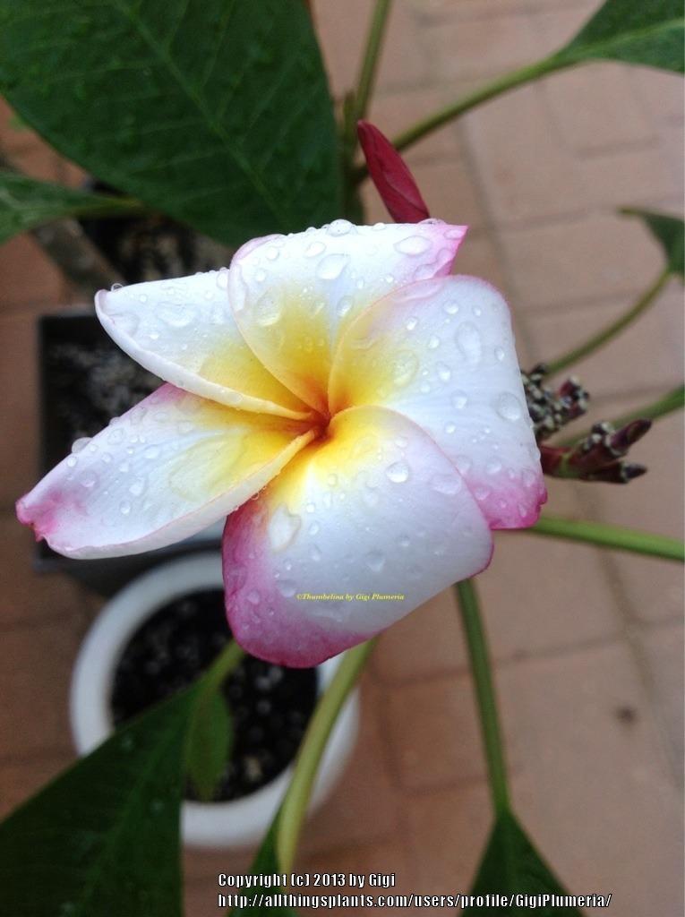 Plumeria (Plumeria rubra 'Thumbelina') in the Plumerias Database