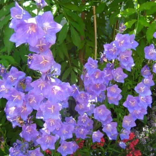 PeachLeaf Bellflower (Campanula persicifolia 'Coerulea') in the