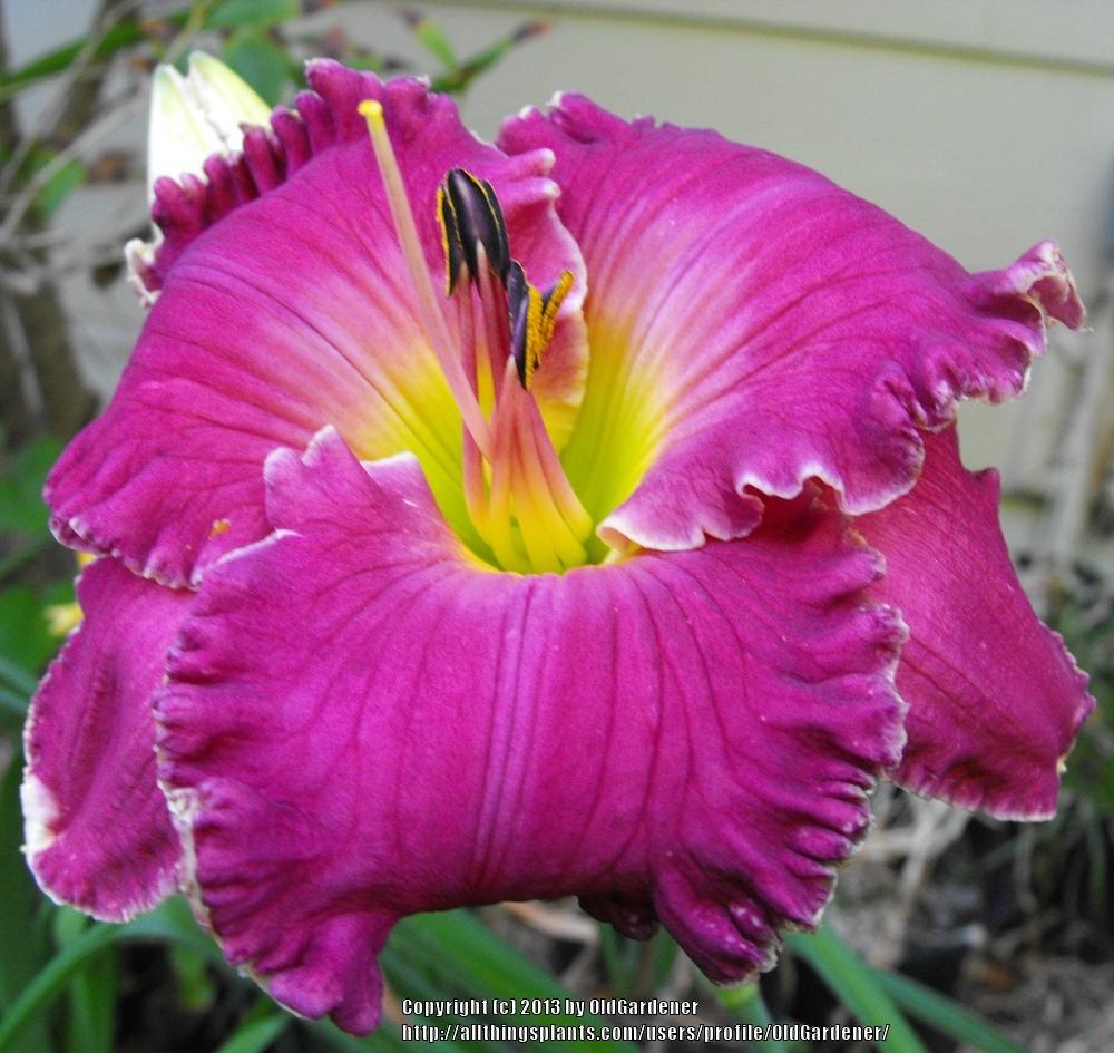 Daylily (Hemerocallis 'Grape Pretender') in the Daylilies Database ...