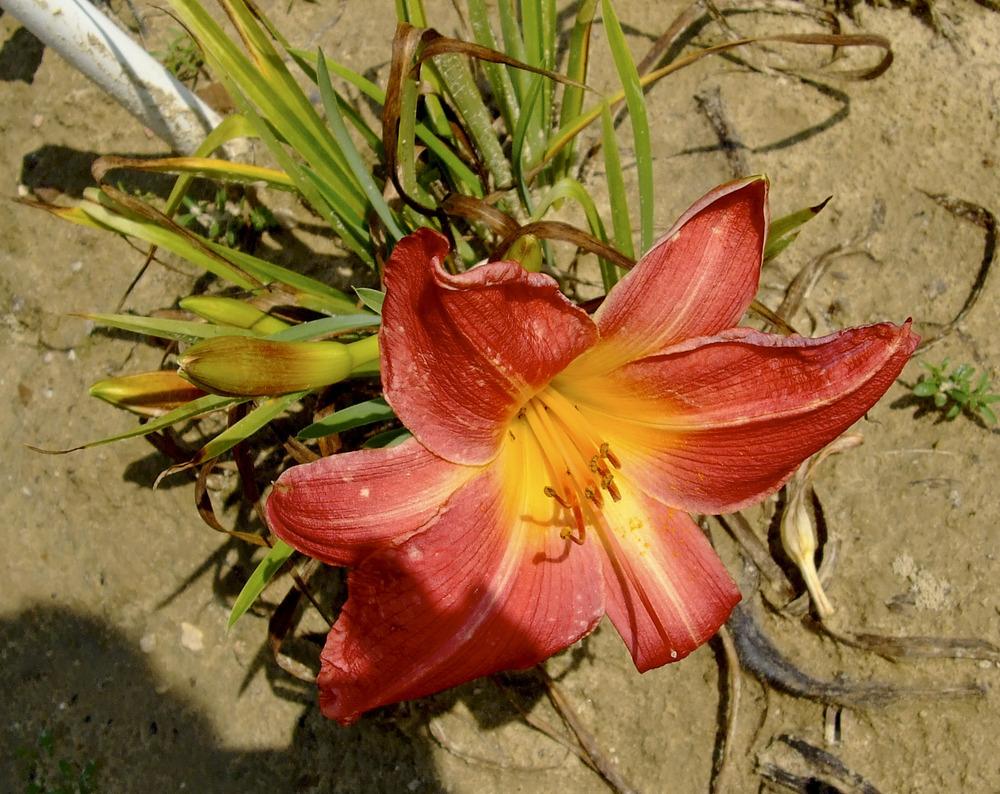 Daylily (Hemerocallis 'Cinnamon Cherries') in the Daylilies Database