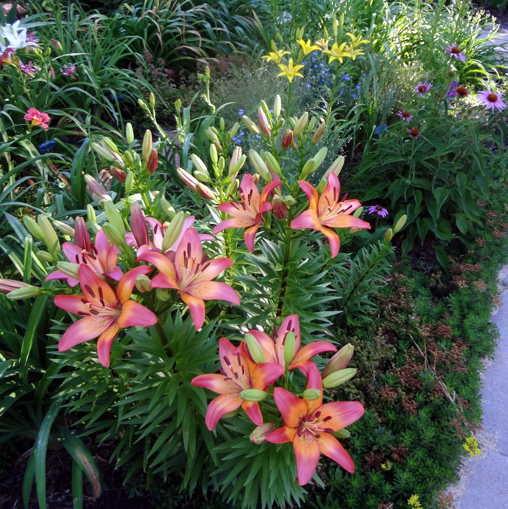 Photo of the leaves of Lily (Lilium 'Royal Sunset') posted by stilldew