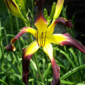 Photo courtesy of Karen Newman, Delano Daylilies