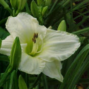 Photo courtesy of Karen Newman, Delano Daylilies