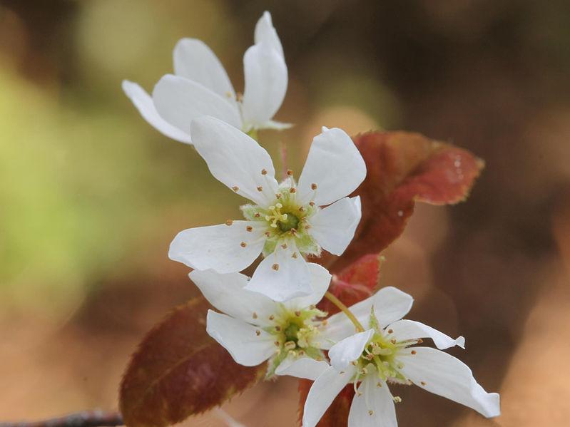 Allegheny Serviceberry (Amelanchier laevis)