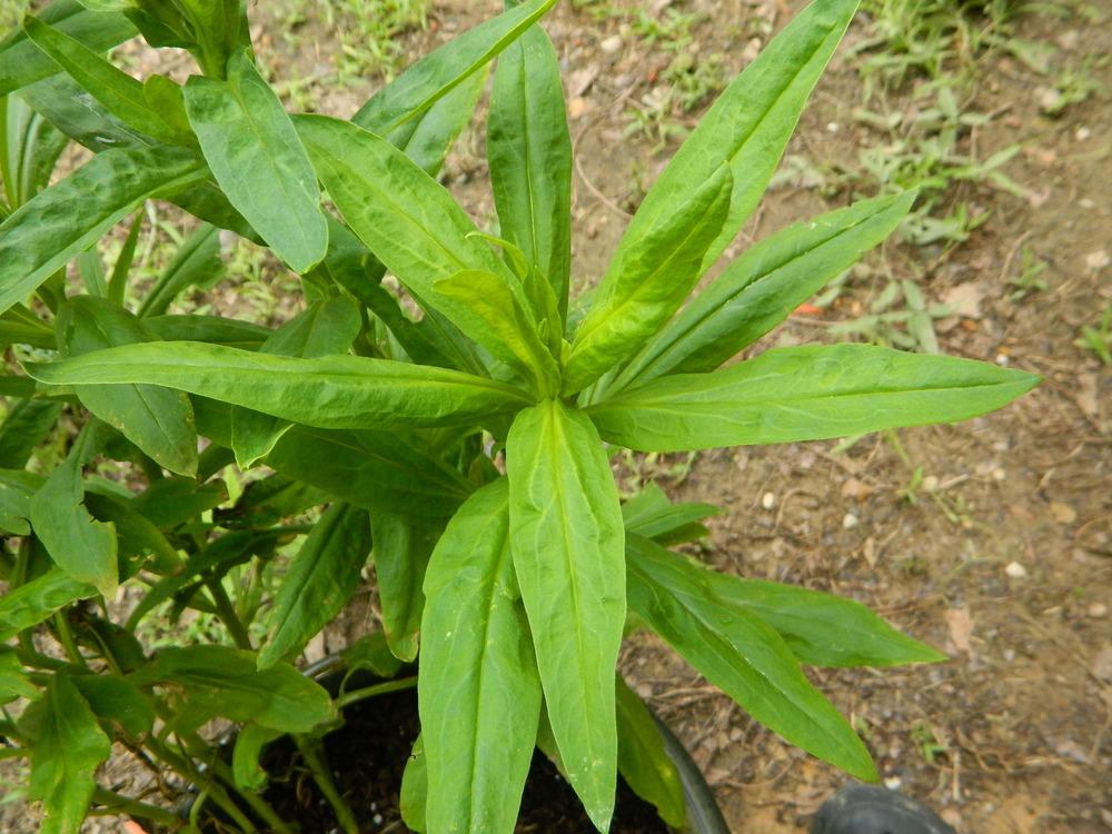 Photo of the leaves of Strawflower (Xerochrysum bracteatum 'Silvery