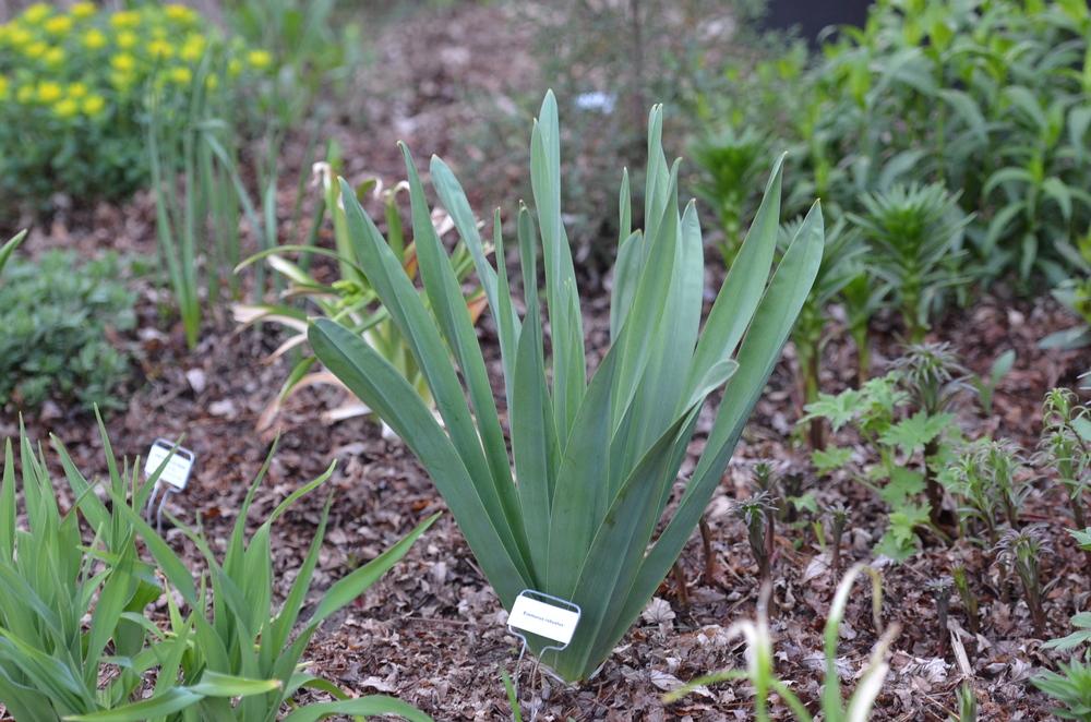 Photo of the leaves of Foxtail Lily (Eremurus robustus) posted by Anne